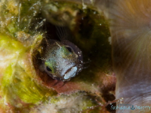 Blenny Face;  Full Frame no Crop;  Olympus OMD E-M1 with ... by Jan Morton 